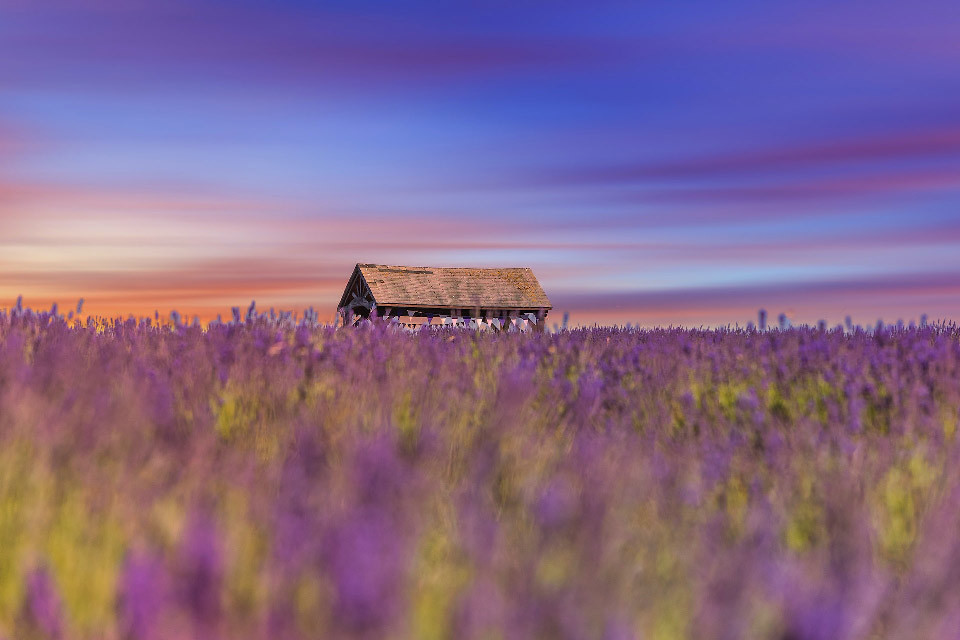 Lavender field banstead